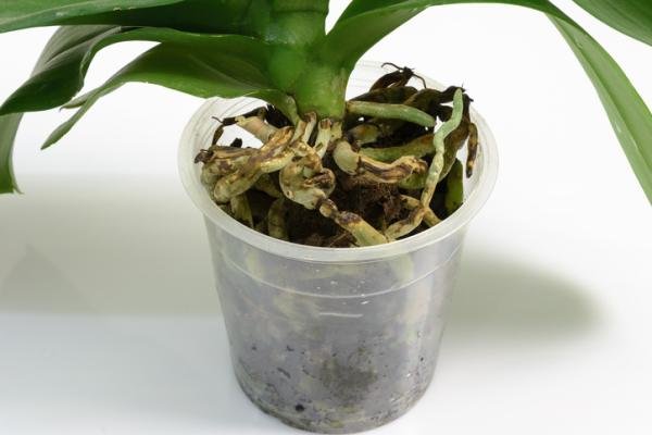 Paso a paso: Aprende cómo cambiar de maceta tu orquídea sin dañar sus raíces
