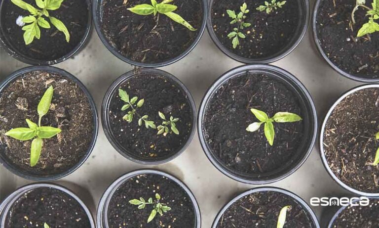 Paso a paso: Guía completa para plantar semillas de campanillas en tu jardín