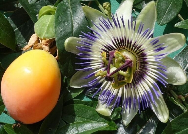 Qué fruta produce la Passiflora edulis
