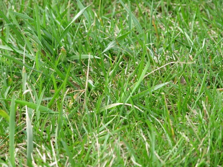 Cómo secar pasto y hierba correctamente: Guía práctica de jardinería