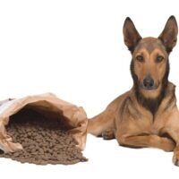 pastor-belga-cachorro-comiendo-alimento-balanceado
