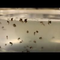 peces-comiendo-larvas-de-mosquito-en-acuario