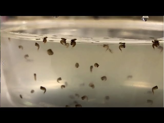 Cómo alimentar a tus peces con larvas de mosquito