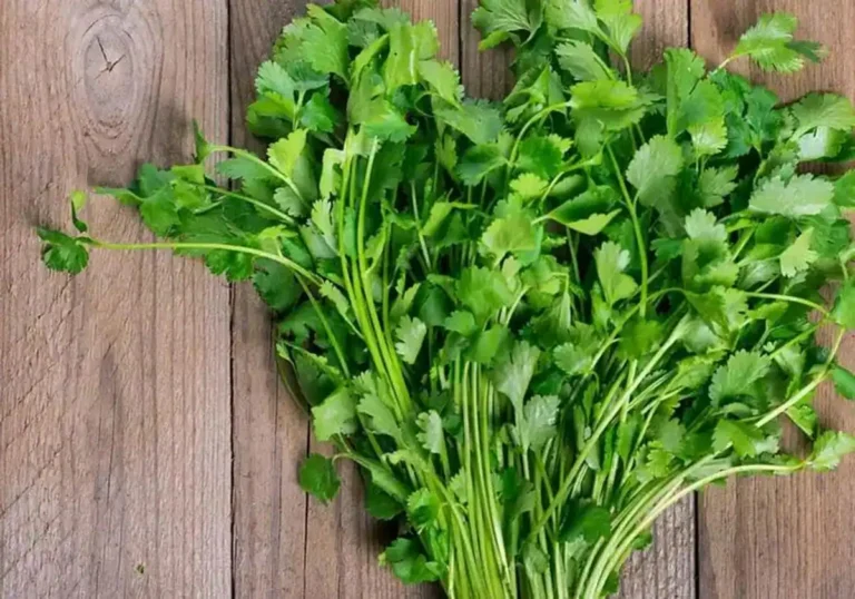 Cómo sembrar perejil y cilantro sin semilla