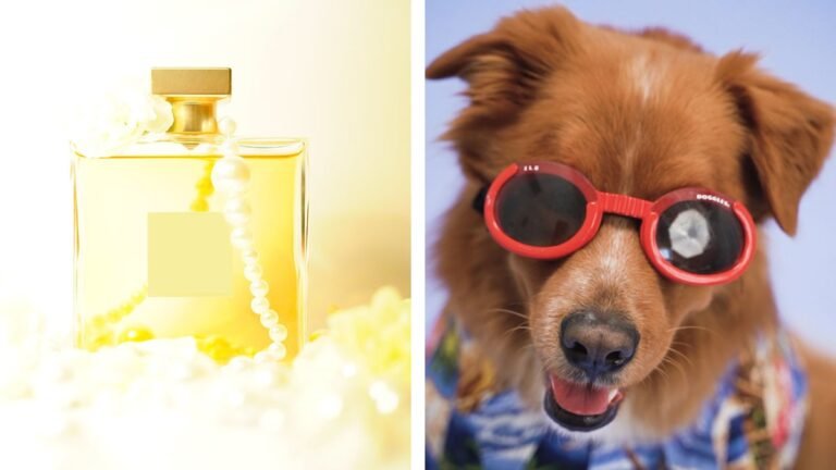 Cómo eliminar el olor a perro sin necesidad de bañarlo