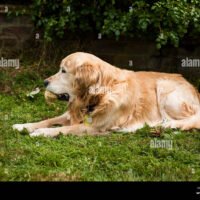 perro-anciano-descansando-en-el-jardin