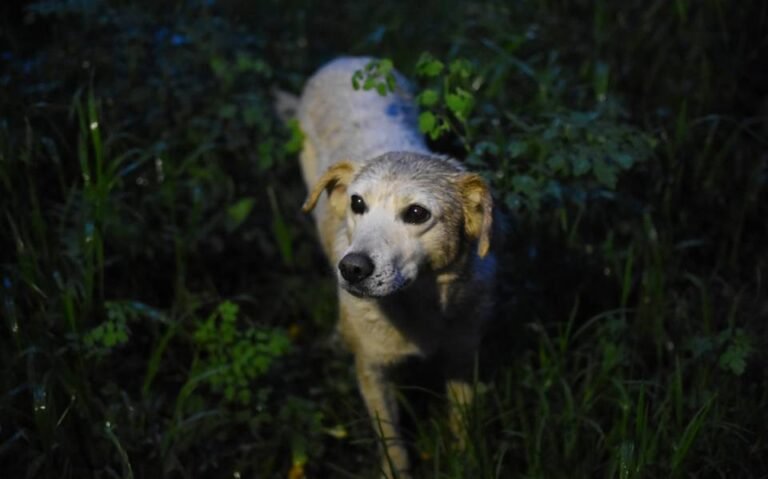 Por qué aúllan los perros en la noche: razones y mitos