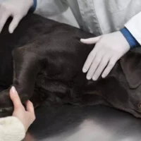 perro-con-diarrea-siendo-examinado-por-veterinario