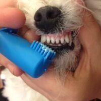 perro-con-dientes-limpios-y-sanos