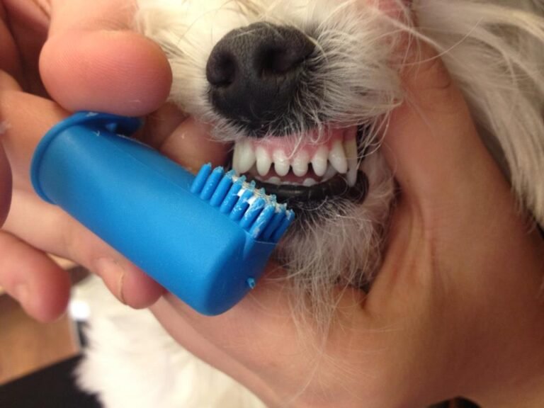 Cómo puedo quitar el sarro de los dientes de mi perro