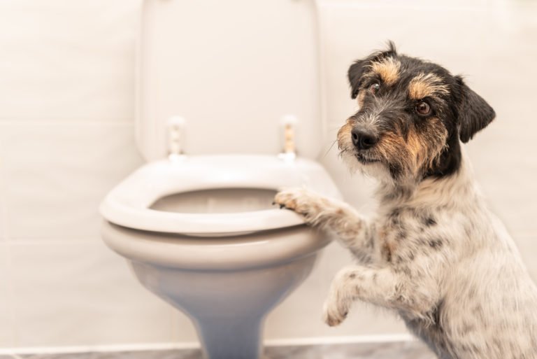 Cómo bañar a un perro en casa: guía paso a paso