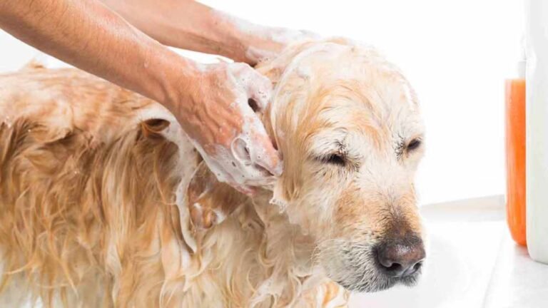 Cómo hacer un shampoo casero para perros contra pulgas y garrapatas