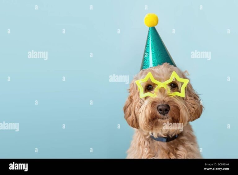 Cómo hacer un gorro de cumpleaños para perro paso a paso