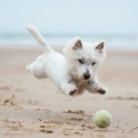 perro-jugando-en-la-playa