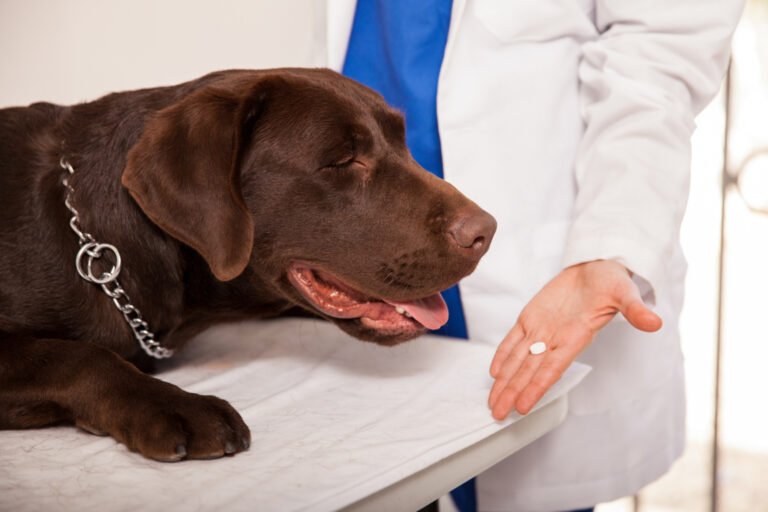 Cómo eliminar pulgas y garrapatas de tu perro de manera efectiva