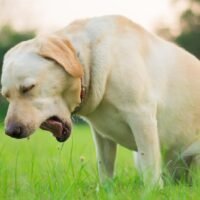 perro-tosiendo-con-sintomas-de-tos-de-las-perreras