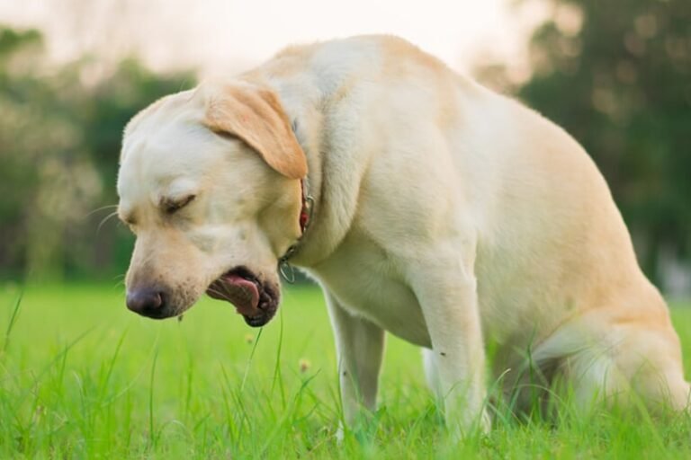 Cómo tratar la tos de las perreras en perros de manera efectiva