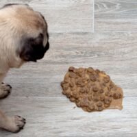 perro-vomitando-comida-signos-de-alerta