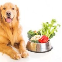 perro-y-verduras