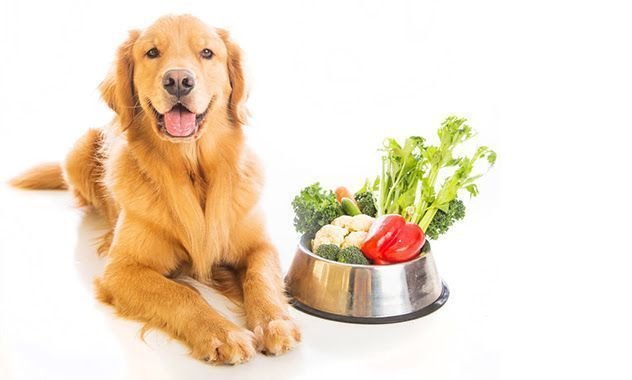 Qué verduras puede comer un perro enfermo