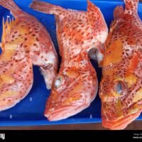 pescado-fresco-en-mercado-local-de-rojo