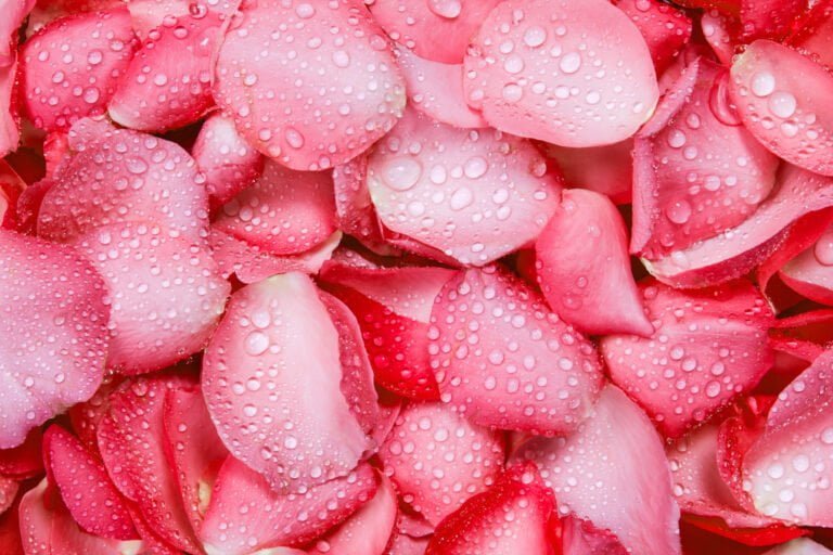 Qué significan los pétalos de rosas en una boda
