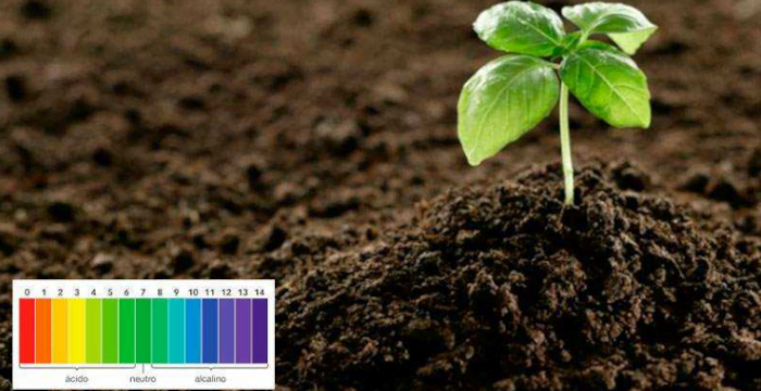 Qué sustancias tienen pH básico: Guía para jardineros