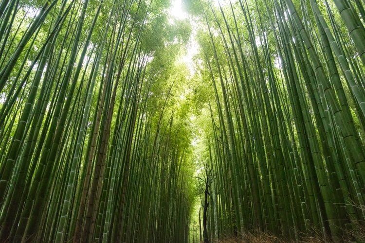 Cuánto tiempo dura el bambú para crecer
