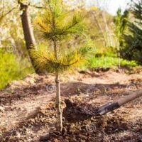 pino-joven-plantado-recientemente-en-un-pequeno-bosque-pinar-cerca-del-de-primavera-proceso-plantacion-arboles-202540680