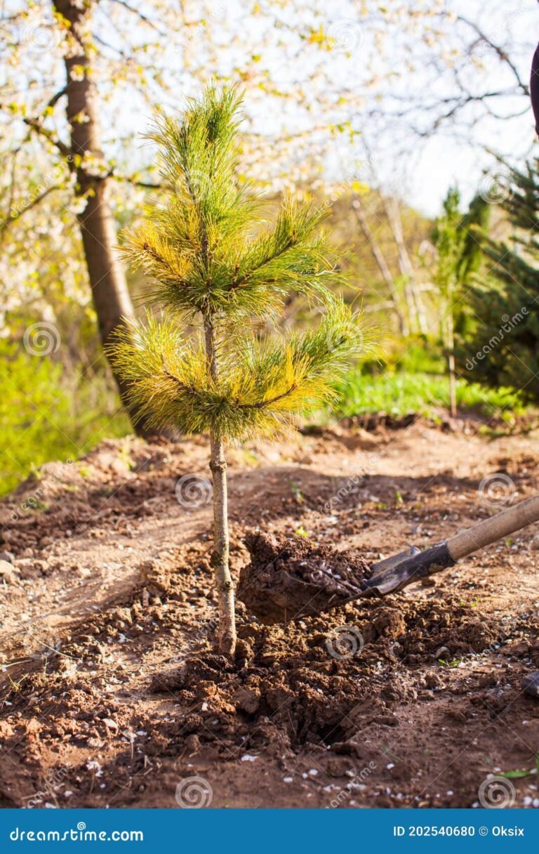 Cuánto tarda en crecer un pino para ser talado