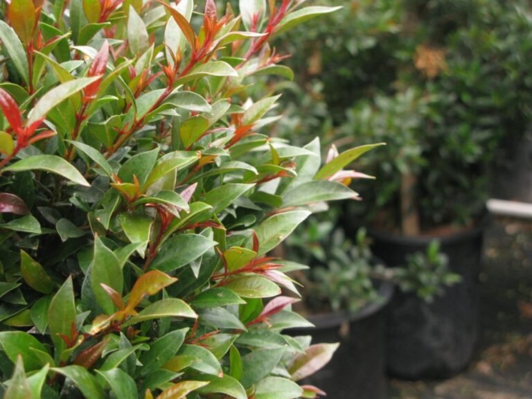 Cómo regar correctamente tu planta Eugenia: Guía de jardinería