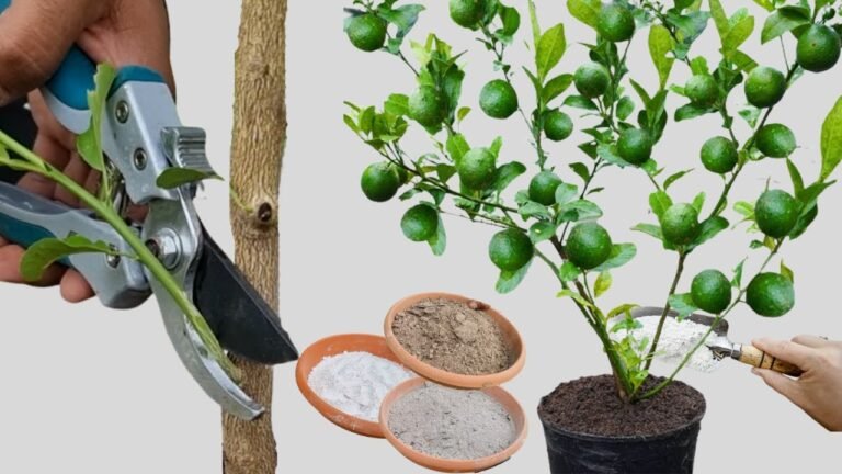 Cómo es la planta de té de limón: Guía completa para su cultivo en tu jardín