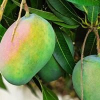 planta-mango