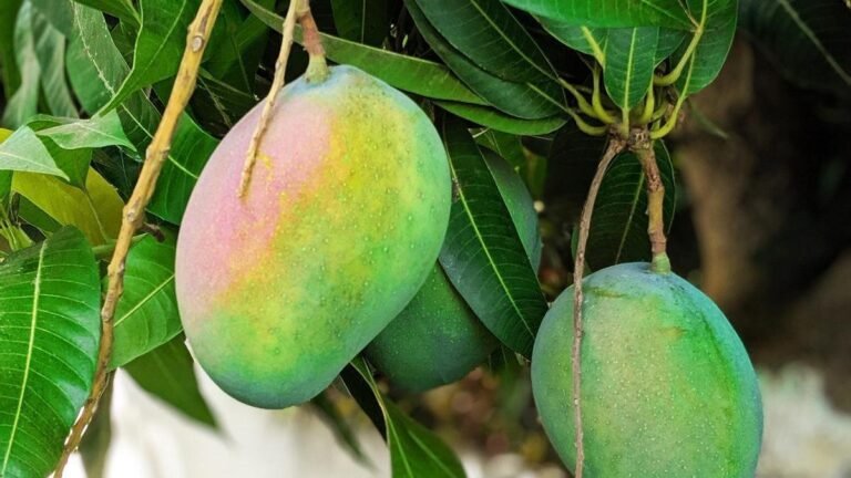 Cuántos años puede vivir una planta de mango