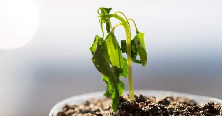 ¿Cuánto dura una planta seca? Descubre la vida de tus plantas deshidratadas