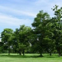 Dónde plantar encino: Guía completa para el cuidado de este árbol plantar-encino