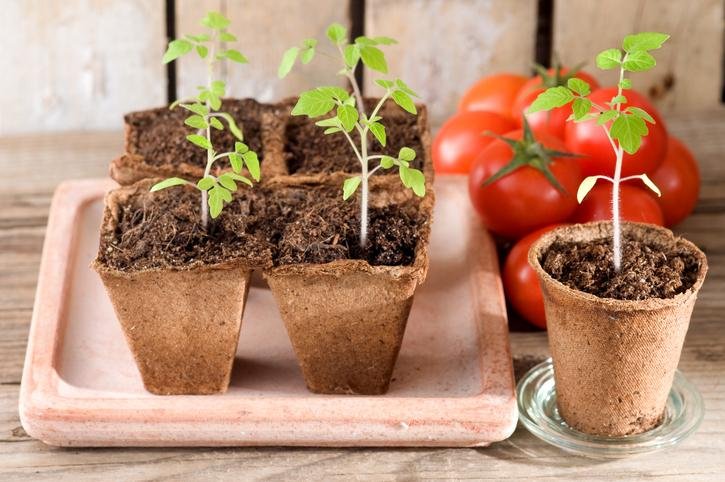 Que no plantar cerca de los tomates