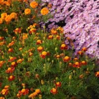 plantas-anuales-perennes-plena-floracion-flores-fondo-jardin-otono-tagetes-marigold-crisantemo-aster-jardin-otono_87555-14220