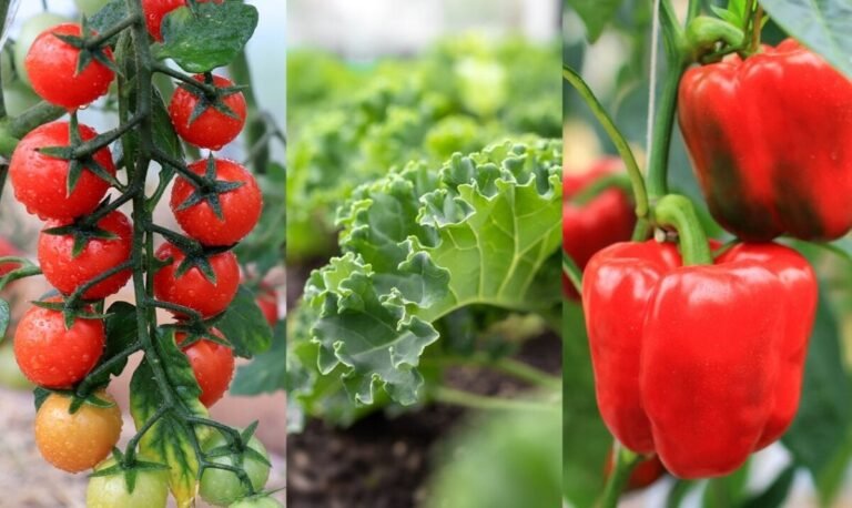 Regar plantas comestibles: Guía para optimizar su nutrición