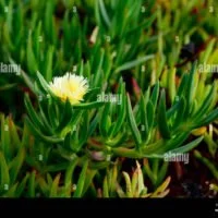 plantas-costeras