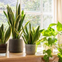 plantas-de-interior-para-purificar-el-aire