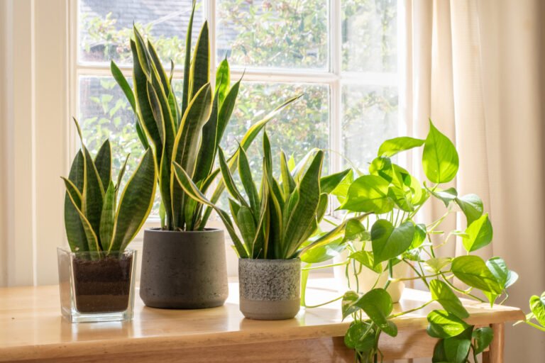 Qué plantas son mejores para purificar el aire en casa