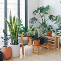 plantas-de-luz-natural-para-interiores