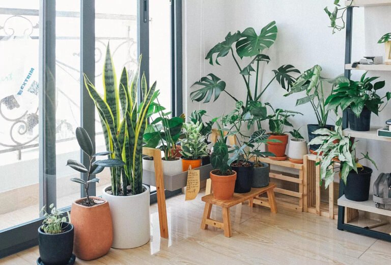 Qué plantas de luz son ideales para una casa habitación