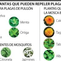 plantas-repelentes