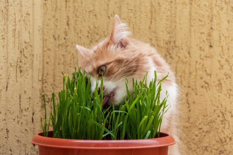 Qué plantas puedo tener dentro de casa si tengo gatos