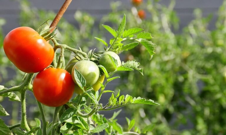 Cómo controlar las plagas y enfermedades del tomate