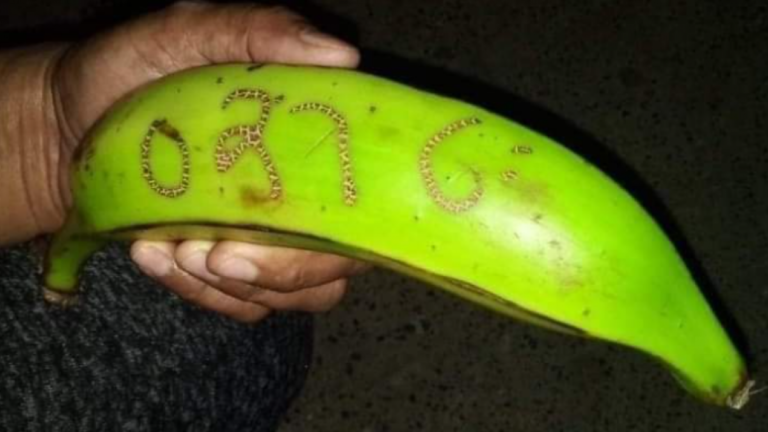 Miles ganan la lotería con este plátano de la suerte