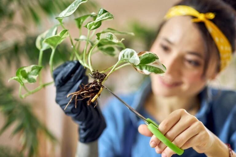 Cuándo hacer poda de raíces: Guía práctica para jardineros