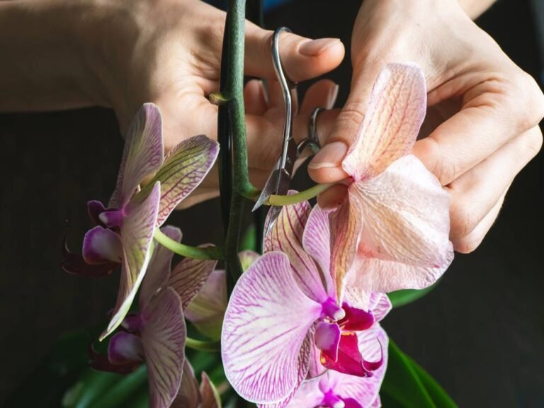 Dónde Podar las Orquídeas: Guía Esencial para Cuidar tus Flores